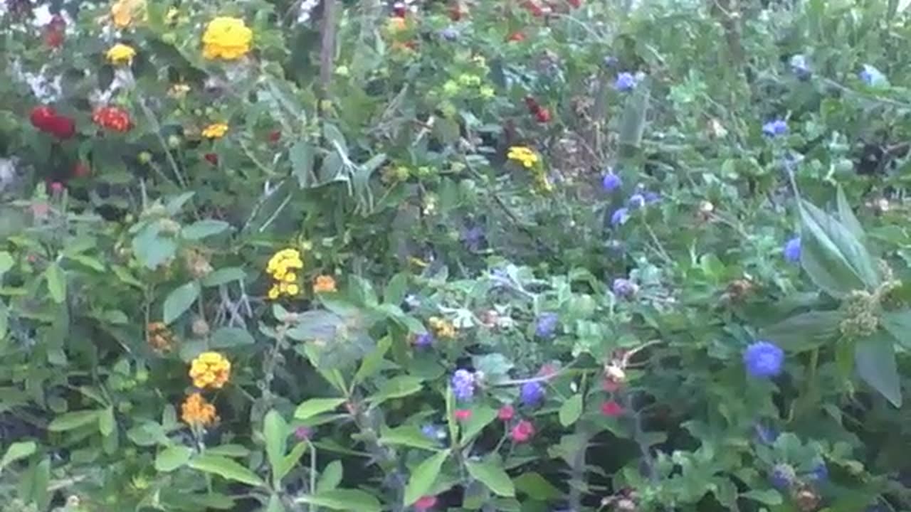 A beautiful little garden with lots of flowers, plants and lots of color [Nature & Animals]