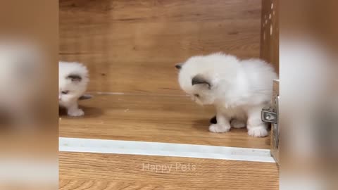 Funny animals to brighten your day