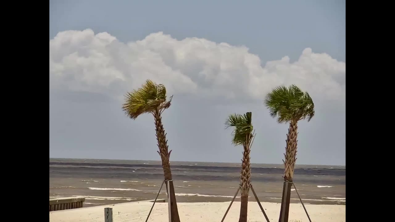 ASMR Wind Waves Palmtrees 1HR - 6/7/2023