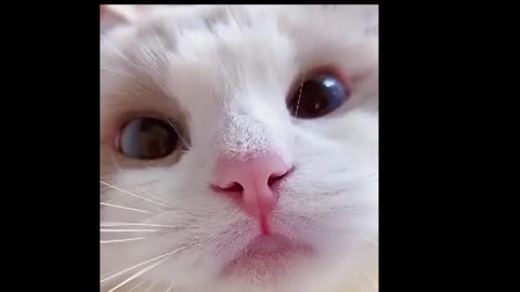 Cat with Cute face 🐱🐈