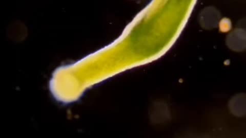 Dr. Carrie Madej - These Are Synthetic Parasites Injected Into People