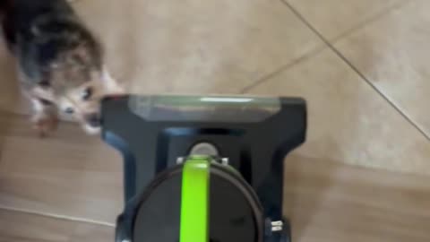 Little Dog Tries to Show the Vacuum Who's Boss