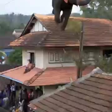 An Elephant Climbed Onto The Roof Of The House