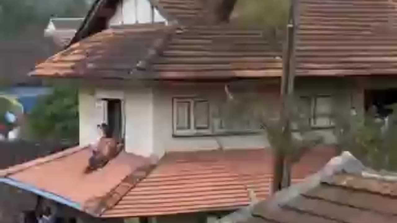 An Elephant Climbed Onto The Roof Of The House