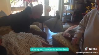 Mouse Safely Released Outside
