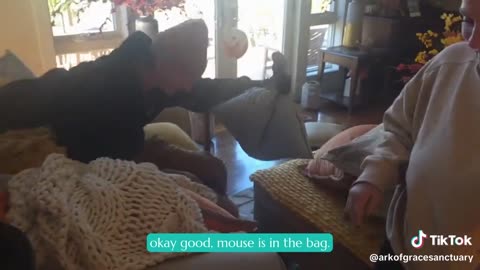 Mouse Safely Released Outside