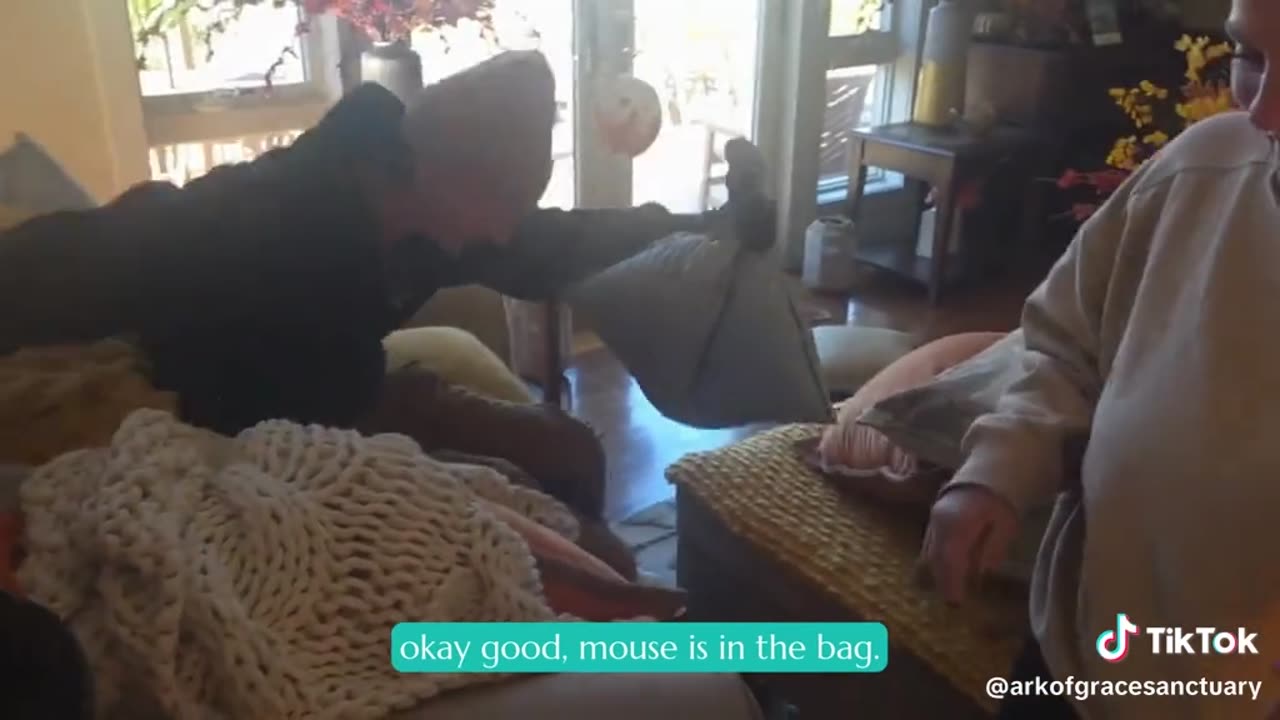 Mouse Safely Released Outside