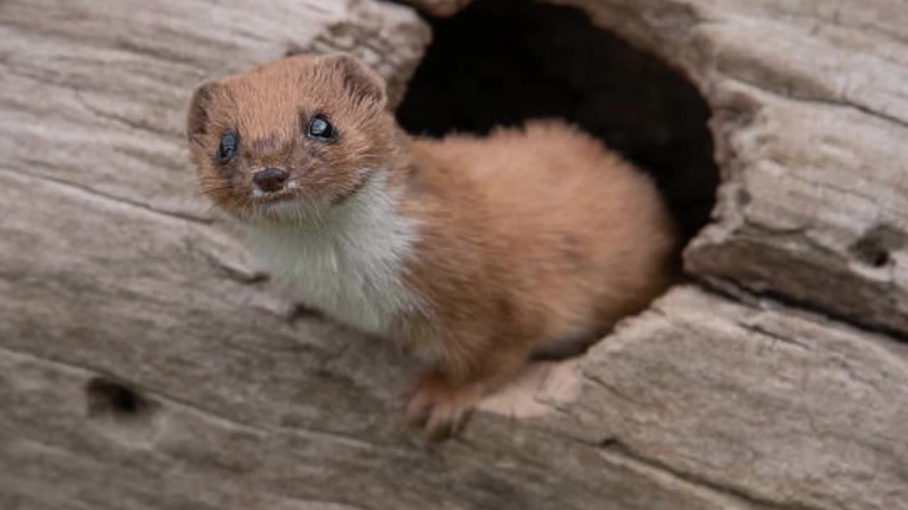 Dr Wally Weasel Presents...The Day of the Rope by Devon Stack