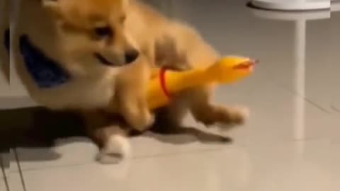 Hilarious Dog Fails Compilation 🐶🤣 #FunnyVideos #Dogs