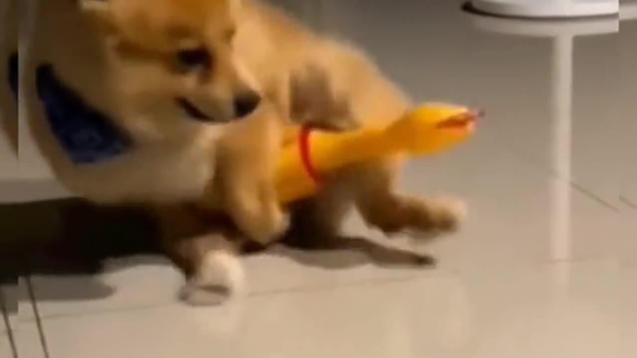 Hilarious Dog Fails Compilation 🐶🤣 #FunnyVideos #Dogs