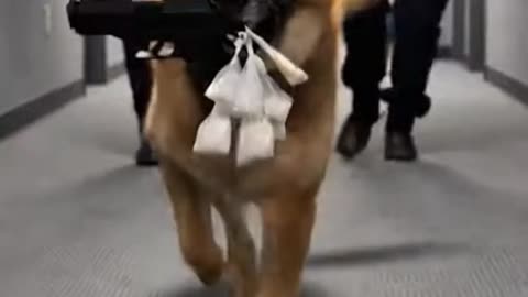 Dog Steals the Drugs Part 2