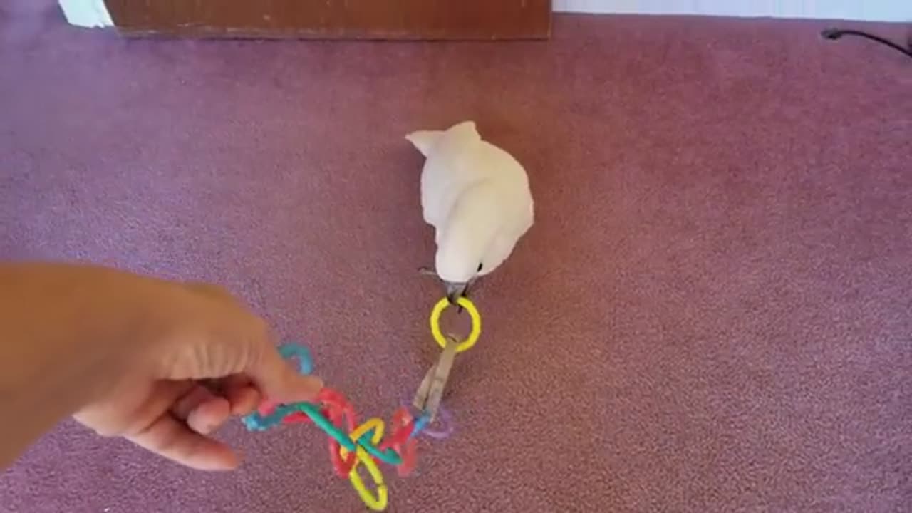 We Go Wee with a cockatoo