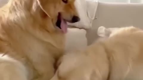 Funny Golden Retriever🤣🤣
