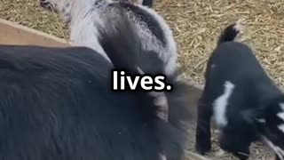 🐐🥰😍💖🌿 Pygmy Goat Capra aegagrus hircus The Adorable Miniature Jumper 🐐