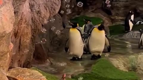 😂🐧 Watch a Penguin's Hilarious Bubble-Popping Fun! | FeedMyCuriosity