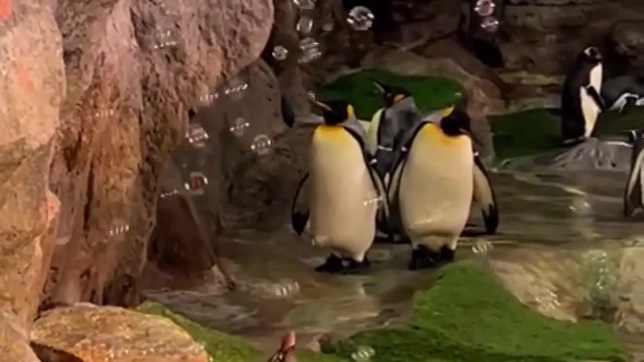 😂🐧 Watch a Penguin's Hilarious Bubble-Popping Fun! | FeedMyCuriosity