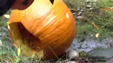Cute Animals Eating Pumpkins - Stinking Adorable! Pumpkin Snacks at the Zoo