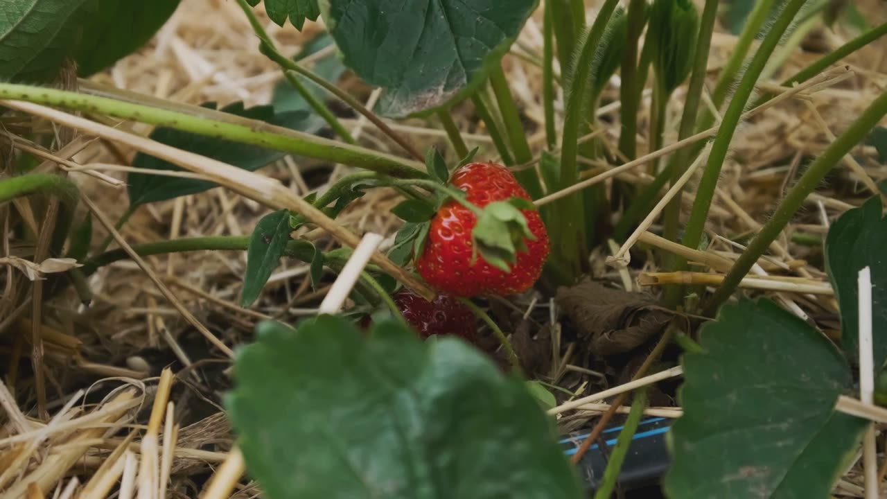 Screw Big Ag—Grow Container Gardening Strawberries!
