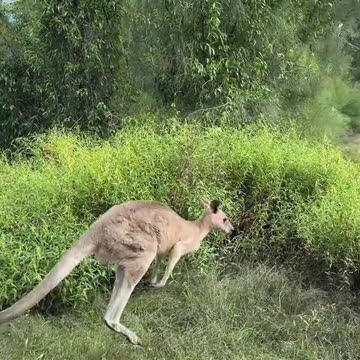 Only in Australia 🇦🇺