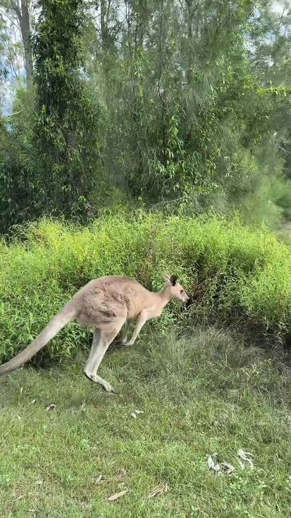 Only in Australia 🇦🇺