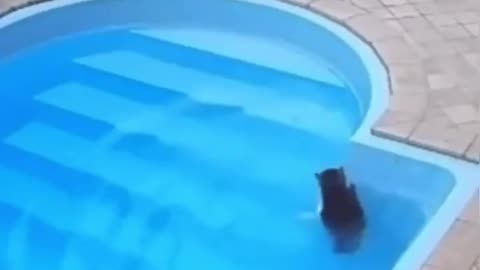 Cat falls into the water, panics, then realizes he knows how to swim
