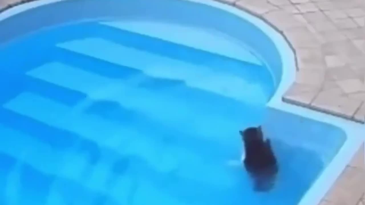 Cat falls into the water, panics, then realizes he knows how to swim