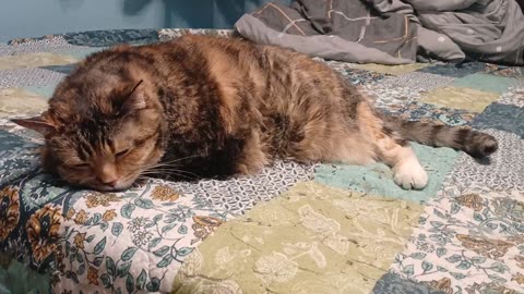 Ultimate Relaxation: Adorable Cat Sleeping Peacefully – Must-See Cat Nap!