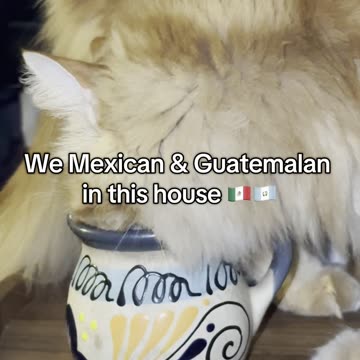 Does your cat steal your water? #latino #spanglish #gato #neko #kot #mainecoon #cats