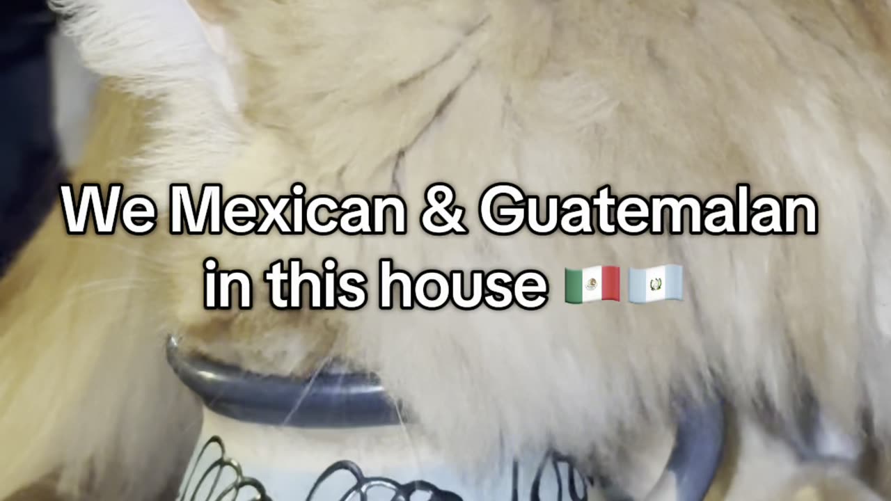 Does your cat steal your water? #latino #spanglish #gato #neko #kot #mainecoon #cats