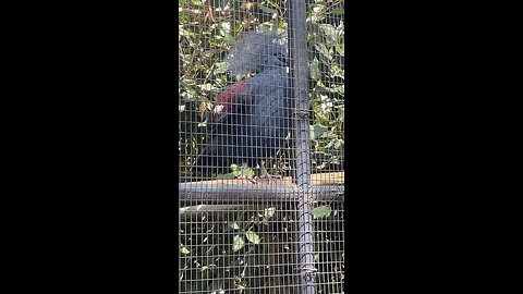 Blue Crowned Pigeon #pigeon #followme #trending #viral #shorts