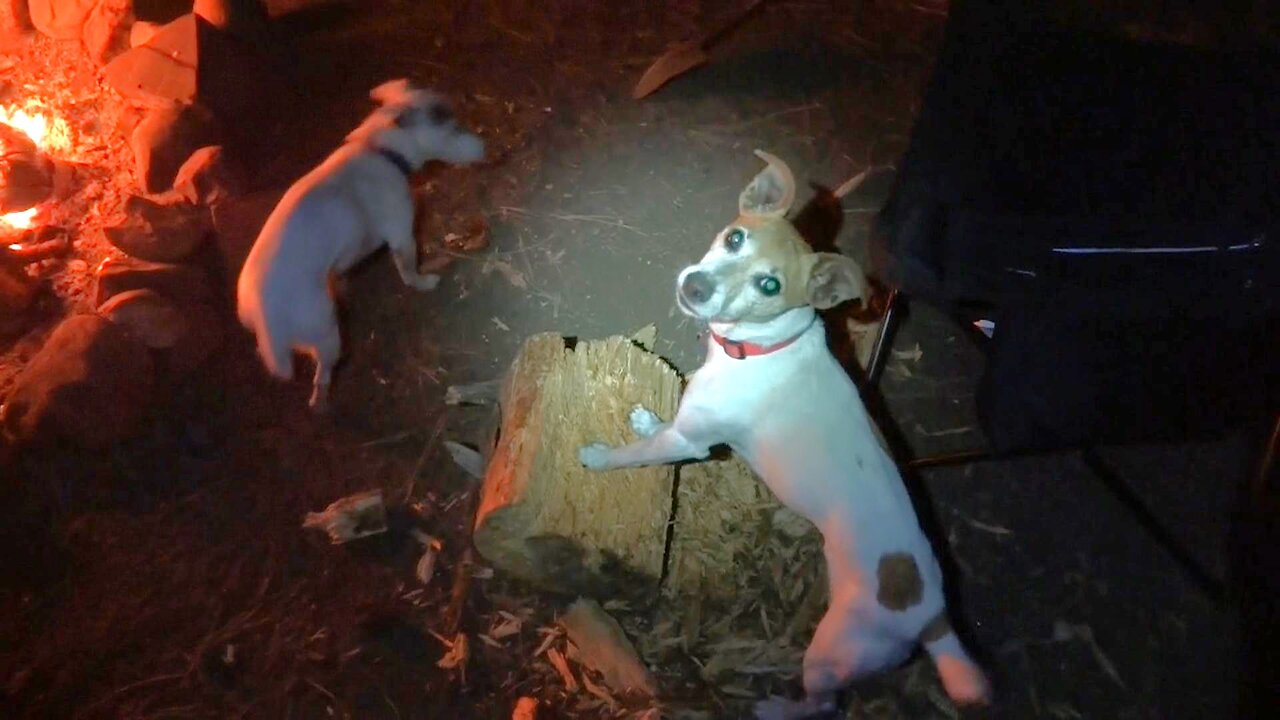 Jack Russel Terrier vs Log