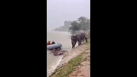 helping animal