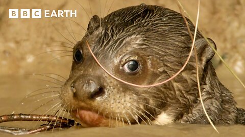 Giant Otter Pups Learn Toilet Etiquette