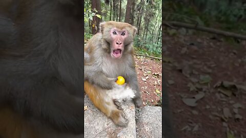 top 5 funny monkey