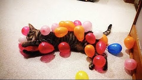 Funny Cats vs Balloons Compilation 2025 NEW HD