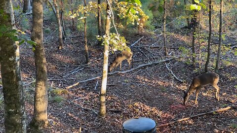 Wahuhi Hunts - Rattlesnake Hill - Nov 3, 2025 - S3