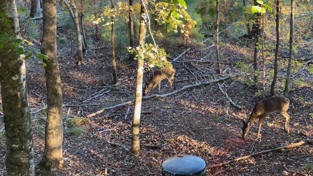 Wahuhi Hunts - Rattlesnake Hill - Nov 3, 2025 - S3