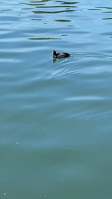 Coot #coot #swimming #followme #shorts #viral #trending