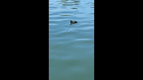 Coot #coot #swimming #followme #shorts #viral #trending