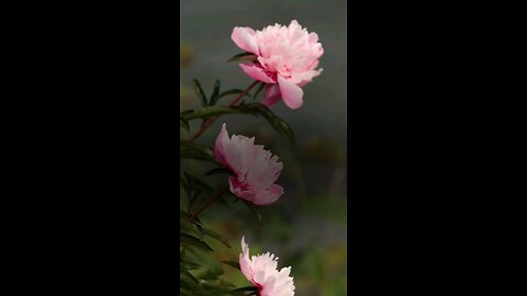 🔥 Surah Al-Anbiya 21:89 سورة الأنبياء 💫🤲💖 #Quran #shorts #viral #love #youtubeshorts #trending