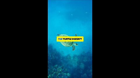 The Turtle Doesn’t Beg the Waves 🌊 It Trusts Its Flow 🐢✨