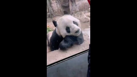 panda