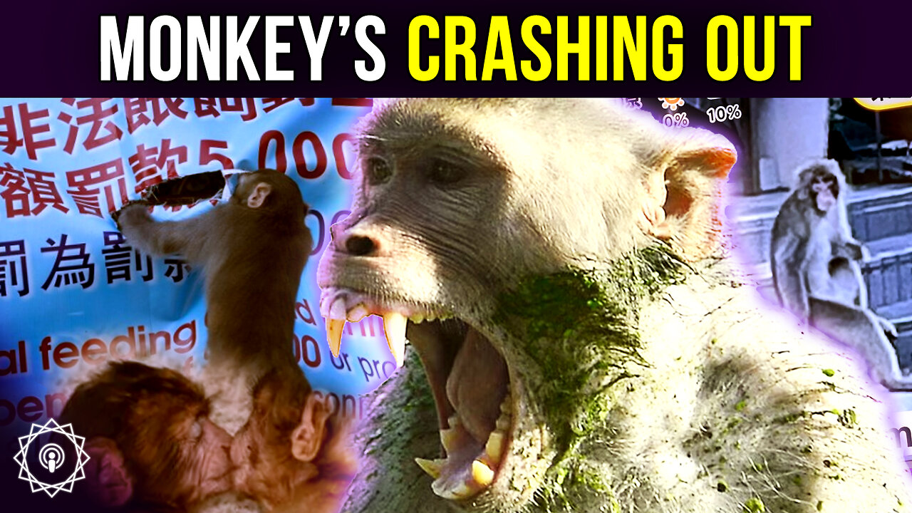 2025’s Monkey News