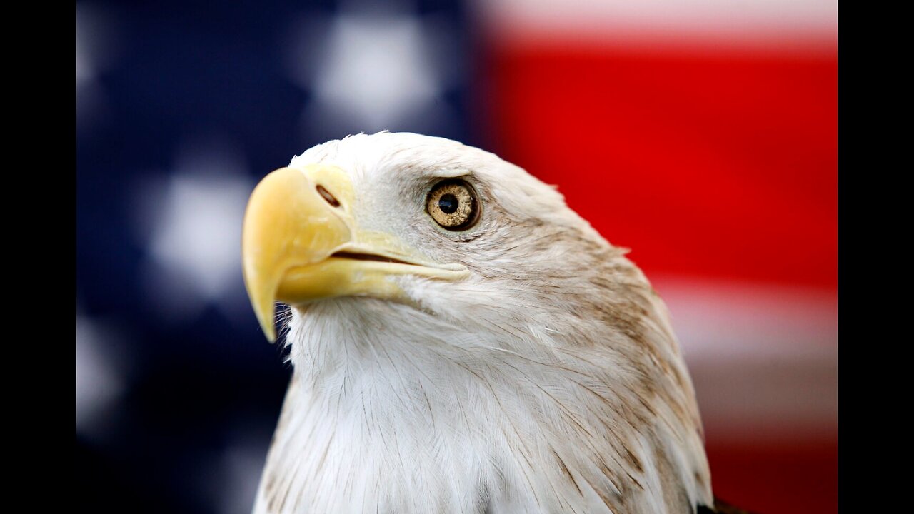 Biden Makes the Bald Eagle Official US National Bird