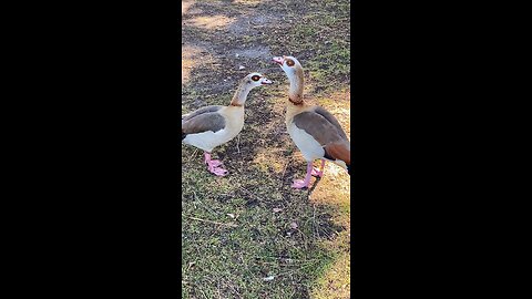 Two Egyptian Goose 🪿 are Communicating with each Other