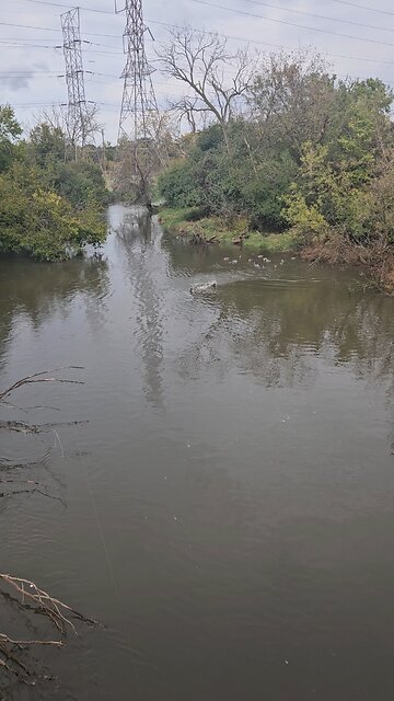 Duck Fight, Huge Flock