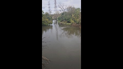 Duck Fight, Huge Flock