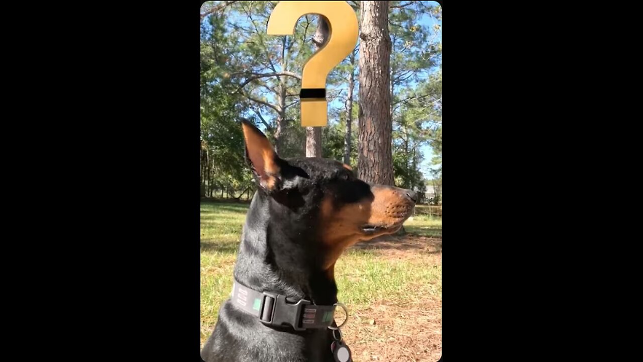 Doberman Reacts to Mind-Blowing Fact: Sharks Existed Before Trees?! 🦈🌳🤯