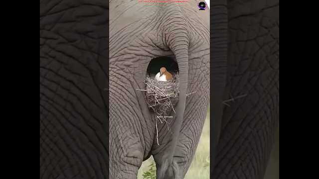 birds build Nests More Advanced Than Humans