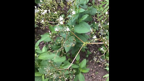 Traditional Herbal Sleep Remedy Valerian July 2021